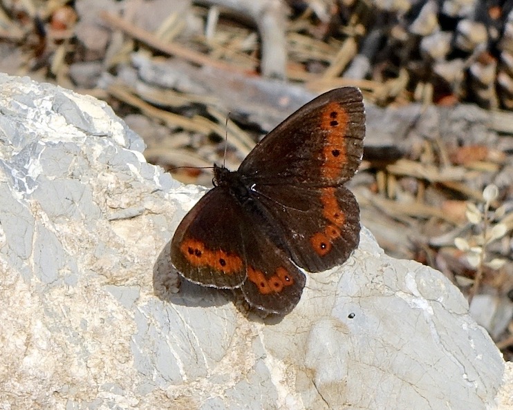 large ringlet